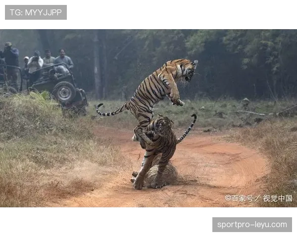 科隆反击效率飙升,状态回暖展现惊人攻击力